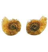 Ammonite Prong Set Sterling Silver Earrings