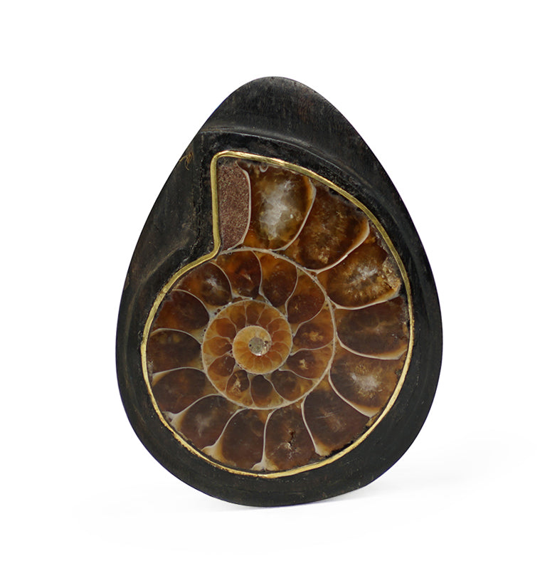 teardrop-wood-plugs-gauges-ammonite-fossil-inlay