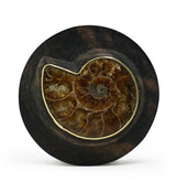 Areng Wood Plugs with Ammonite Inlay